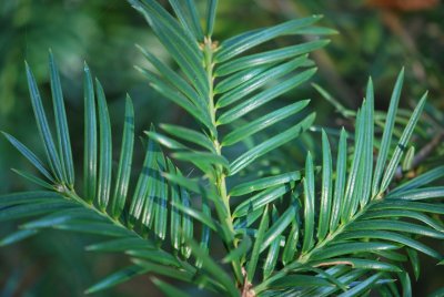 Torreya californica- toreja kalifornská - větévky líc